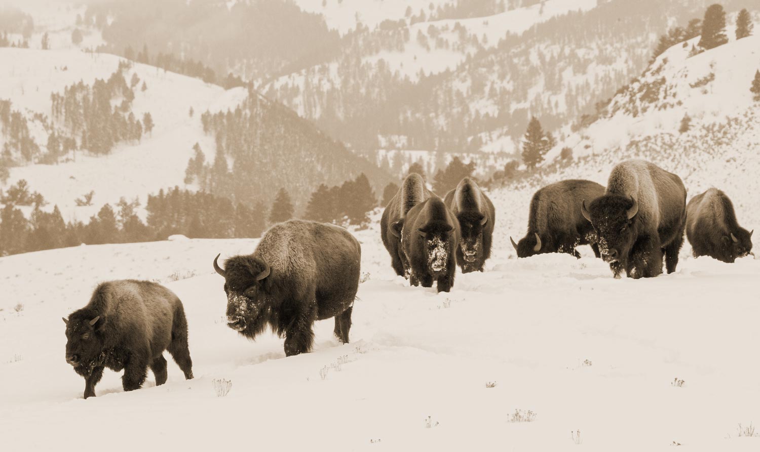 Wyoming Mountains